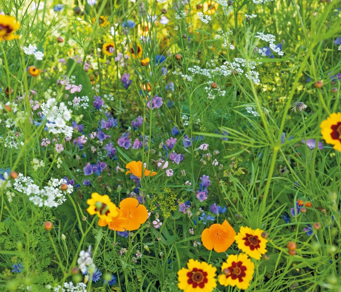 Dehner Saatband Blumenmischung 'Wildblumenwiese', L5 m