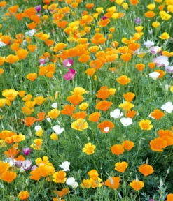 Dehner Saatband Kalifornischer Mohn, L5 m
