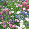 Dehner Saatband Kornblume 'Gefüllte Mischung', L5 m