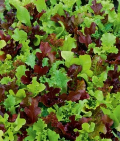Dehner Saatband Pflücksalat-Mischung 'Französische Gartenfreude', L5 m