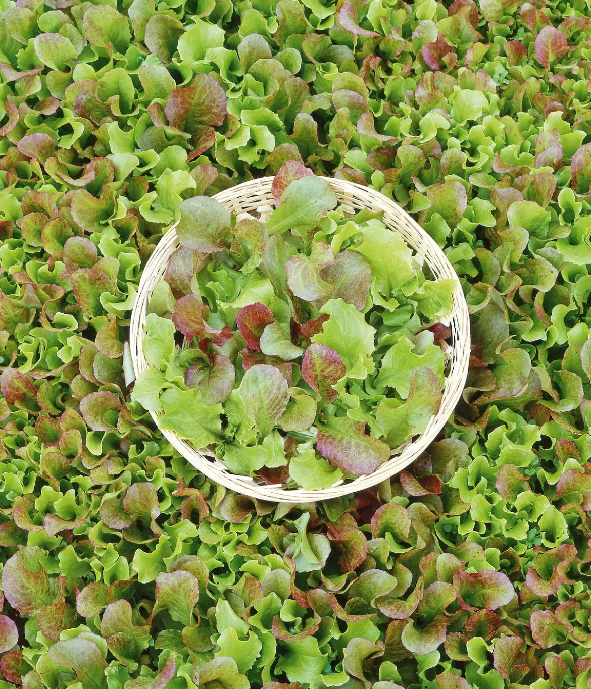 Dehner Saatband Pflücksalat-Mischung 'Fitness Pur', L5 m