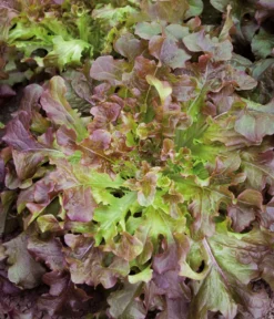 Dehner Saatband Pflücksalat 'Red Salad Bowl', L5 m