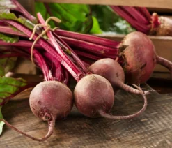 Dehner Saatband Rote Bete 'Rote Kugel 2', L5 m