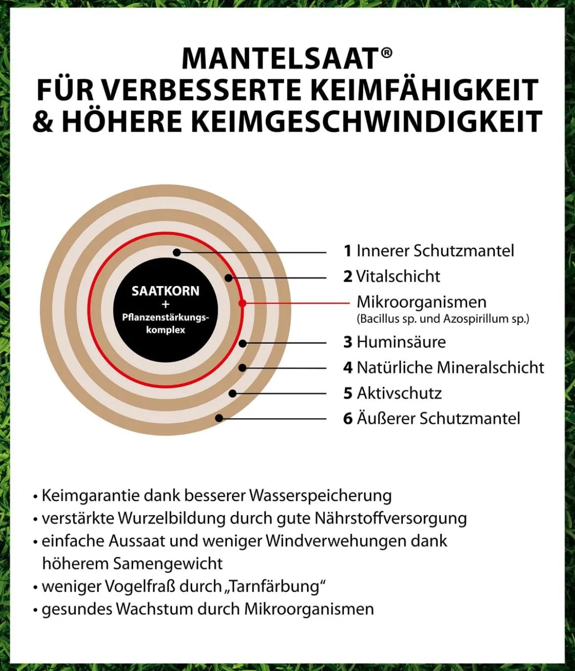 Dehner Saatgut Schattenrasen