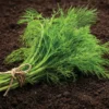 Dehner Saatscheiben Dill 'Gewöhnlicher', 3 Stück à Ø 8 cm