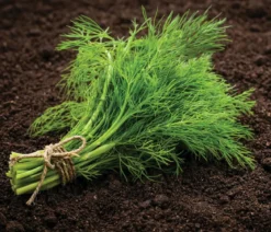 Dehner Saatscheiben Dill 'Gewöhnlicher', 3 Stück à Ø 8 cm