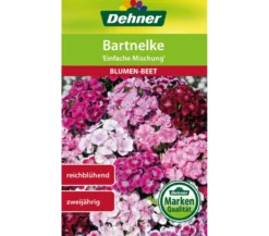 Dehner Samen Bartnelke 'Einfache Prachtmischung'