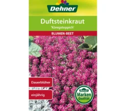 Dehner Samen Duftsteinkraut 'Königsteppich'