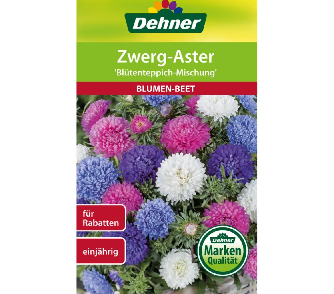 Dehner Samen für Zwerg-Aster 'Blütenteppich-Mischung'