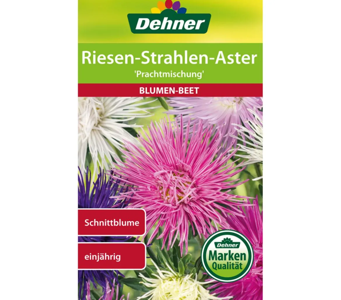 Dehner Samen Riesen-Strahlen-Aster 'Prachtmischung'