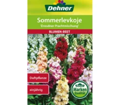Dehner Samen Sommerlevkoje 'Dresdner Prachtmischung'