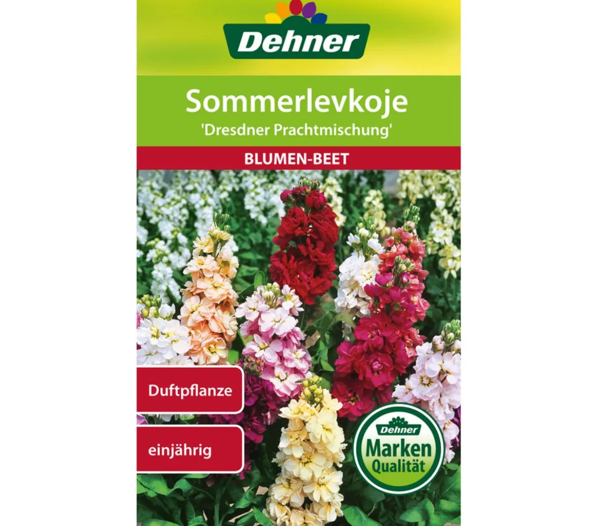 Dehner Samen Sommerlevkoje 'Dresdner Prachtmischung'