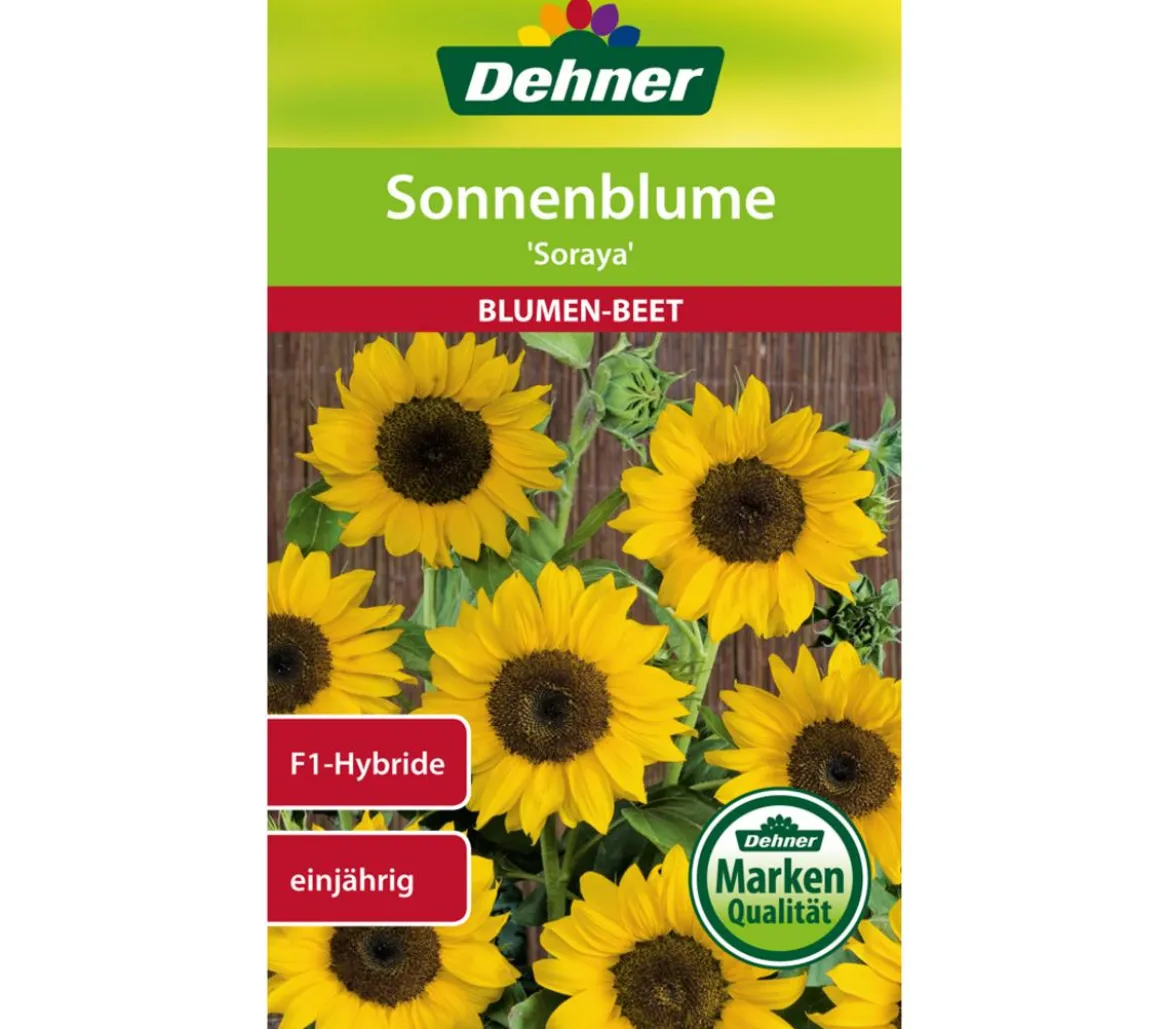 Dehner Samen Sonnenblume 'Soraya'