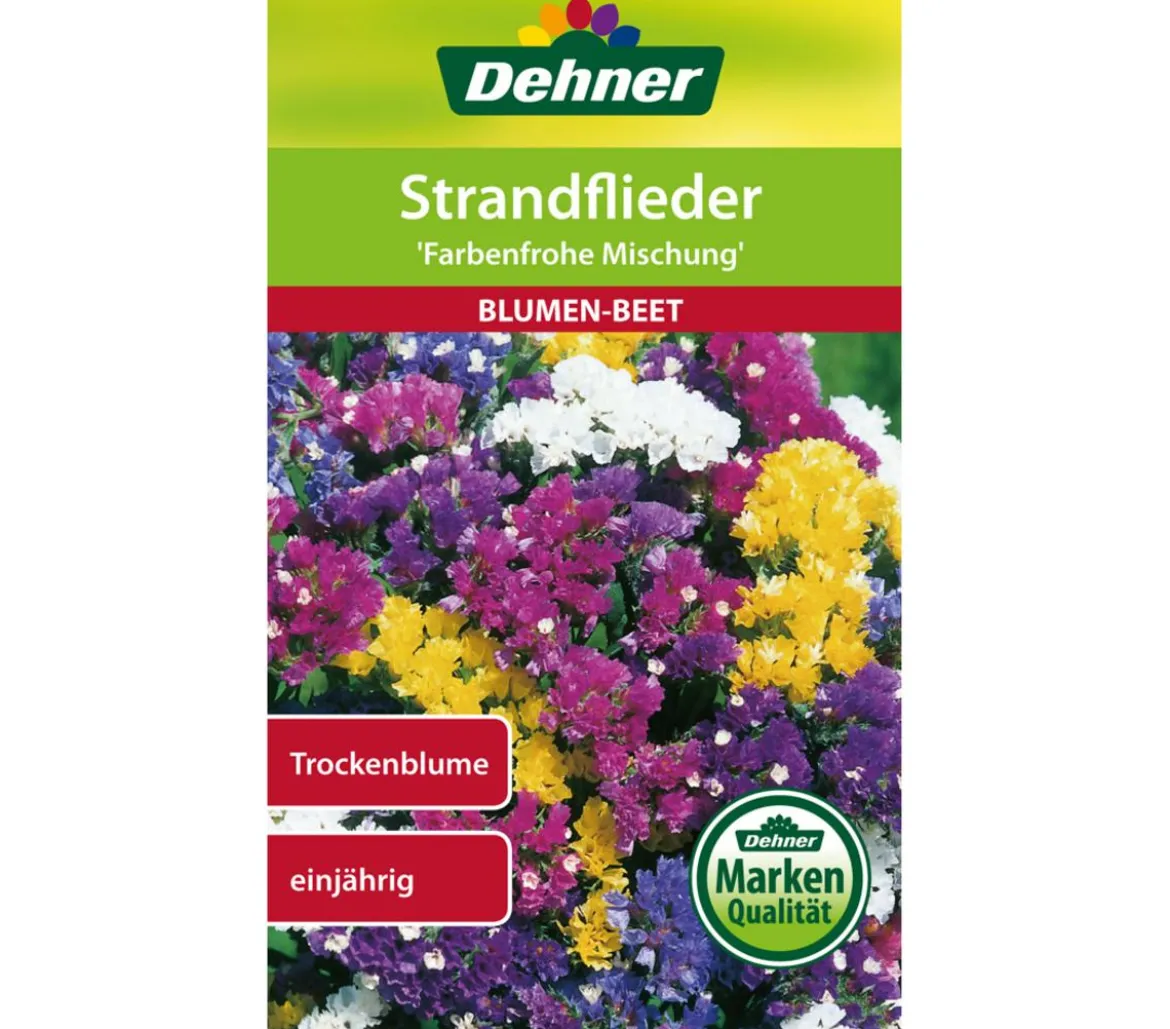 Dehner Samen Strandflieder 'Farbenfrohe Mischung'