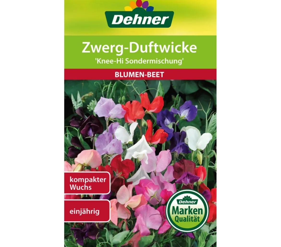 Dehner Samen Zwerg-Duftwicke 'Knee-Hi Sondermischung'