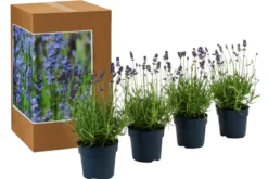 Dehners Bienen-Lavendel, 4er-Set