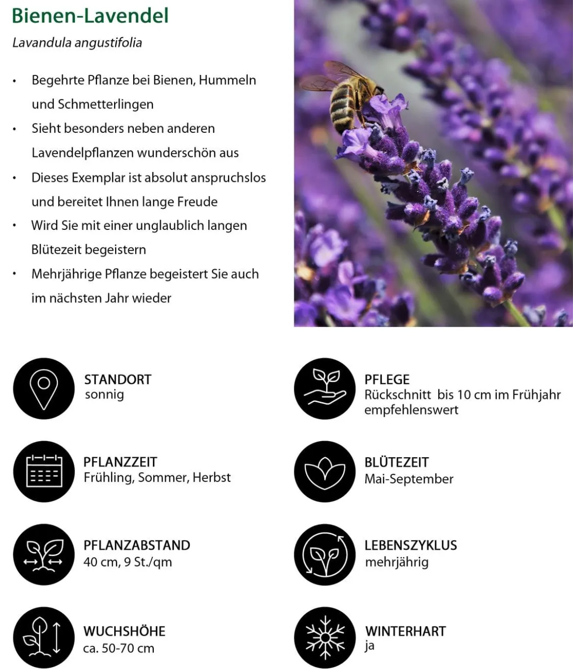 Dehners Bienen-Lavendel, 4er-Set