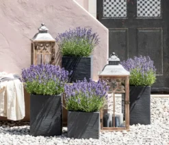 Dehners Bienen-Lavendel, 4er-Set