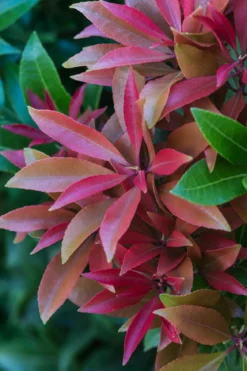 Dehner Schattenglöckchen, Japanische Lavendelheide 'Mountain Fire'