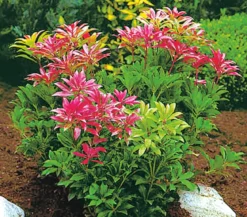 Dehner Schattenglöckchen, Japanische Lavendelheide 'Forest Flame'