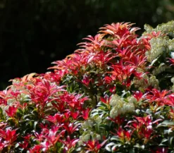 Dehner Schattenglöckchen, Japanische Lavendelheide 'Forest Flame'