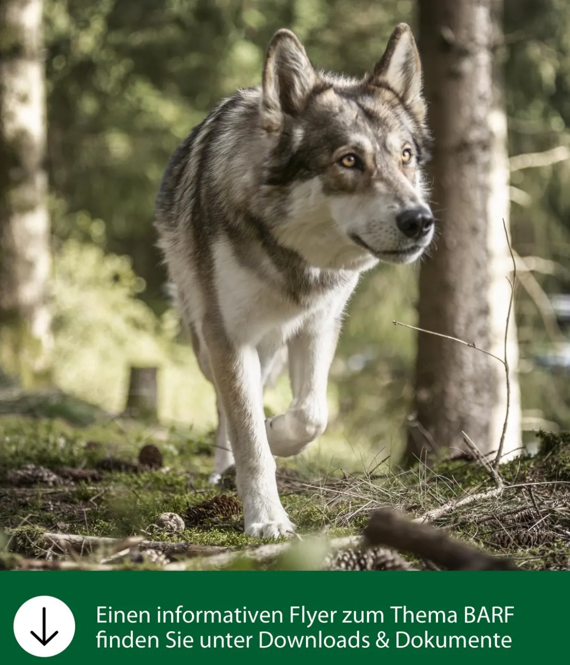Dehner Wild Nature BARF-Ergänzungsfutter für Hunde Flocken-Mix Pastinake-Kürbis