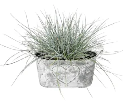 Dehner Zink-Jardiniere mit Henkeln, ca. B26/H15/T11,5 cm