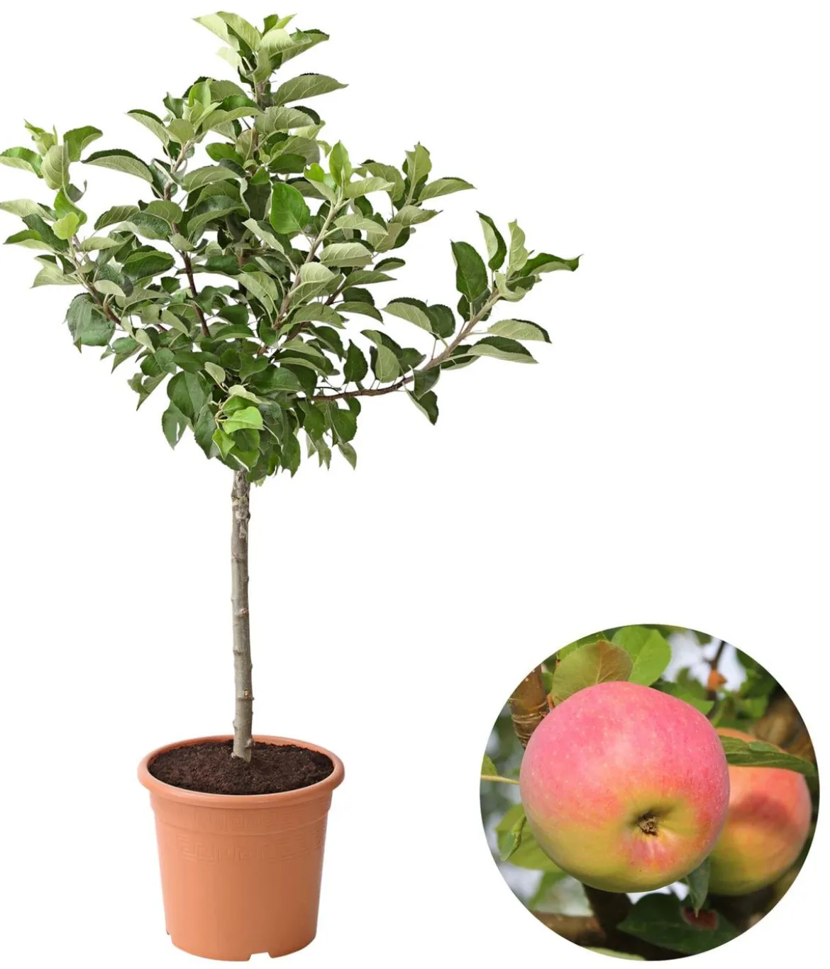 Dehner Zwergapfel 'Croquella'