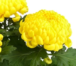 Deko-Chrysantheme