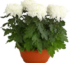 Deko-Chrysantheme, Schale, verschiedene Farben