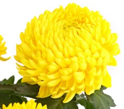 Deko-Chrysantheme, Schale, verschiedene Farben