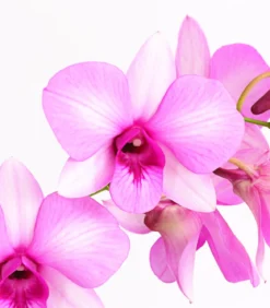 Dendrobium - Dendrobium cultivaris, verschiedene Sorten