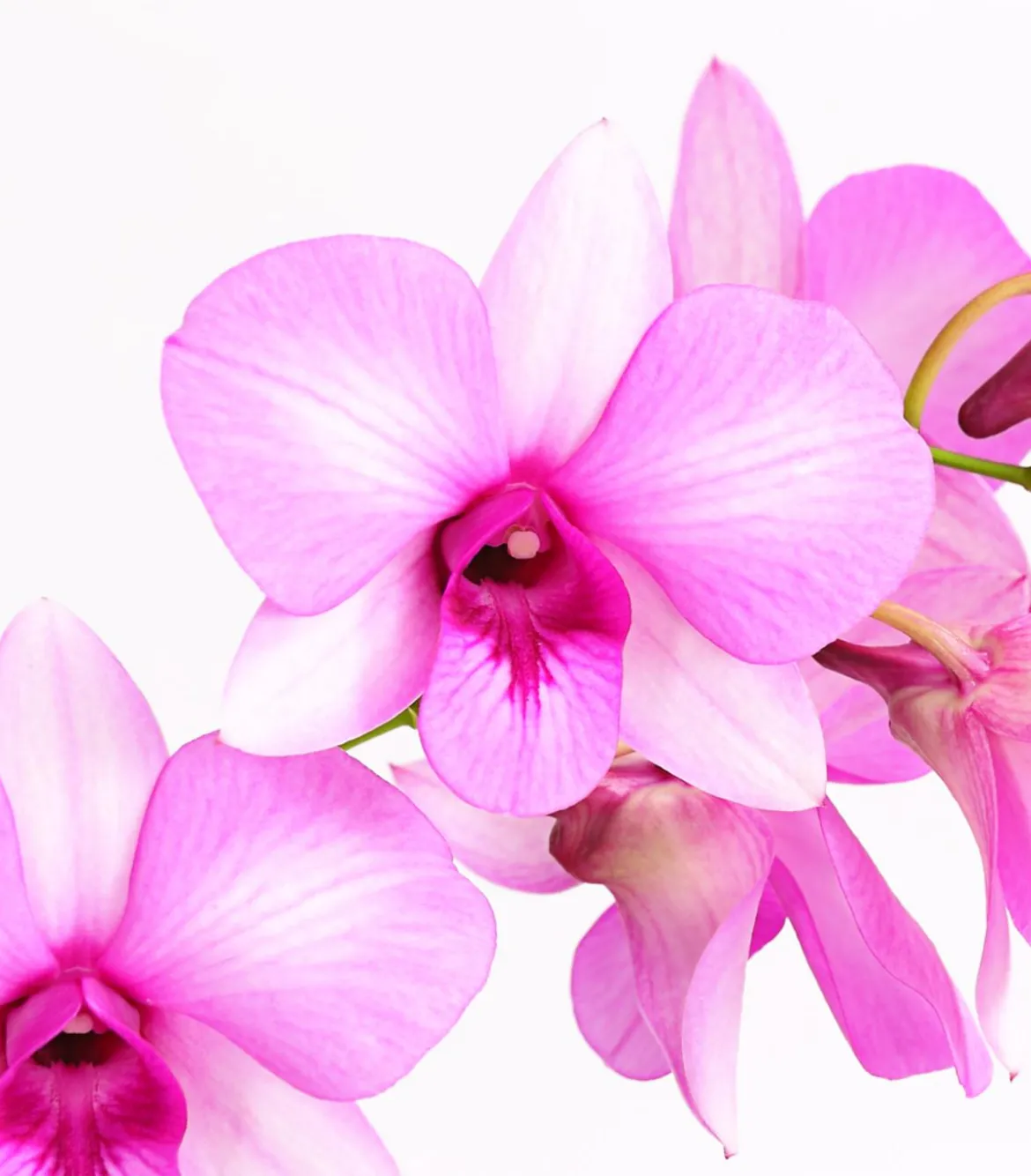 Dendrobium - Dendrobium cultivaris, verschiedene Sorten