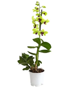Dendrobium - Dendrobium cultivaris, verschiedene Sorten