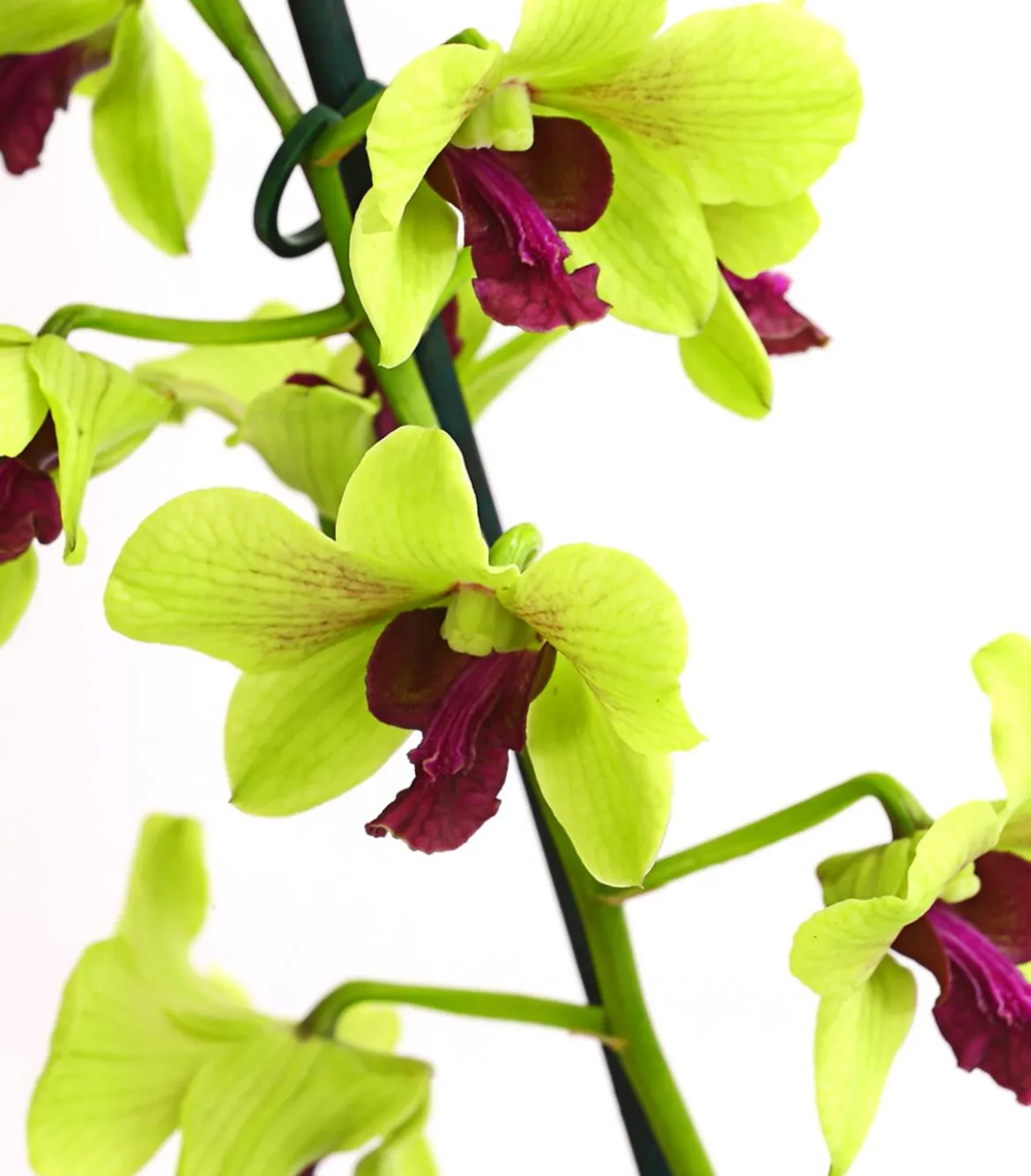 Dendrobium - Dendrobium cultivaris, verschiedene Sorten