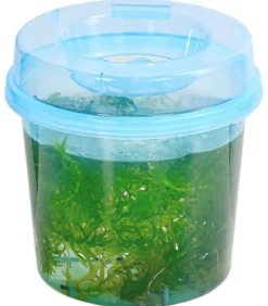 Dichtblättrige Wasserpest