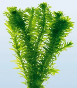 Dichtblättrige Wasserpest