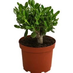 Dickblatt - Crassula cultivars, verschiedene Sorten