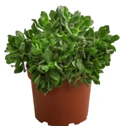 Dickblatt - Crassula cultivars, verschiedene Sorten