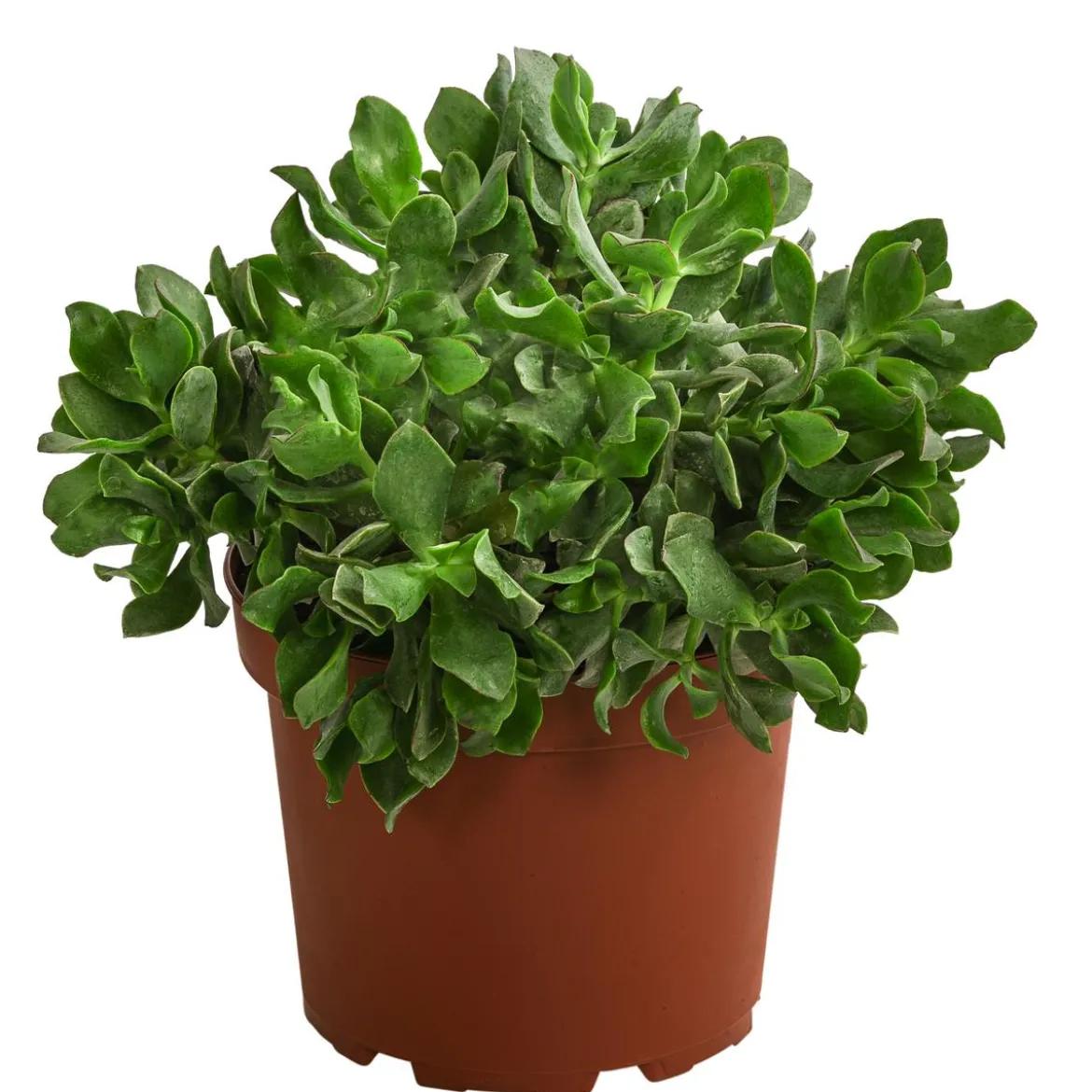 Dickblatt - Crassula cultivars, verschiedene Sorten