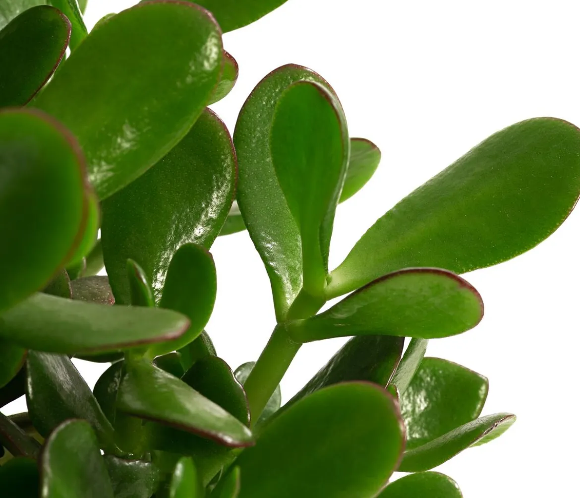 Dickblatt - Crassula cultivars, verschiedene Sorten