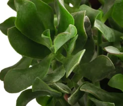 Dickblatt - Crassula cultivars, verschiedene Sorten