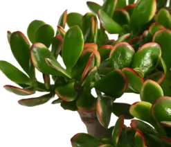 Dickblatt - Crassula cultivars, verschiedene Sorten