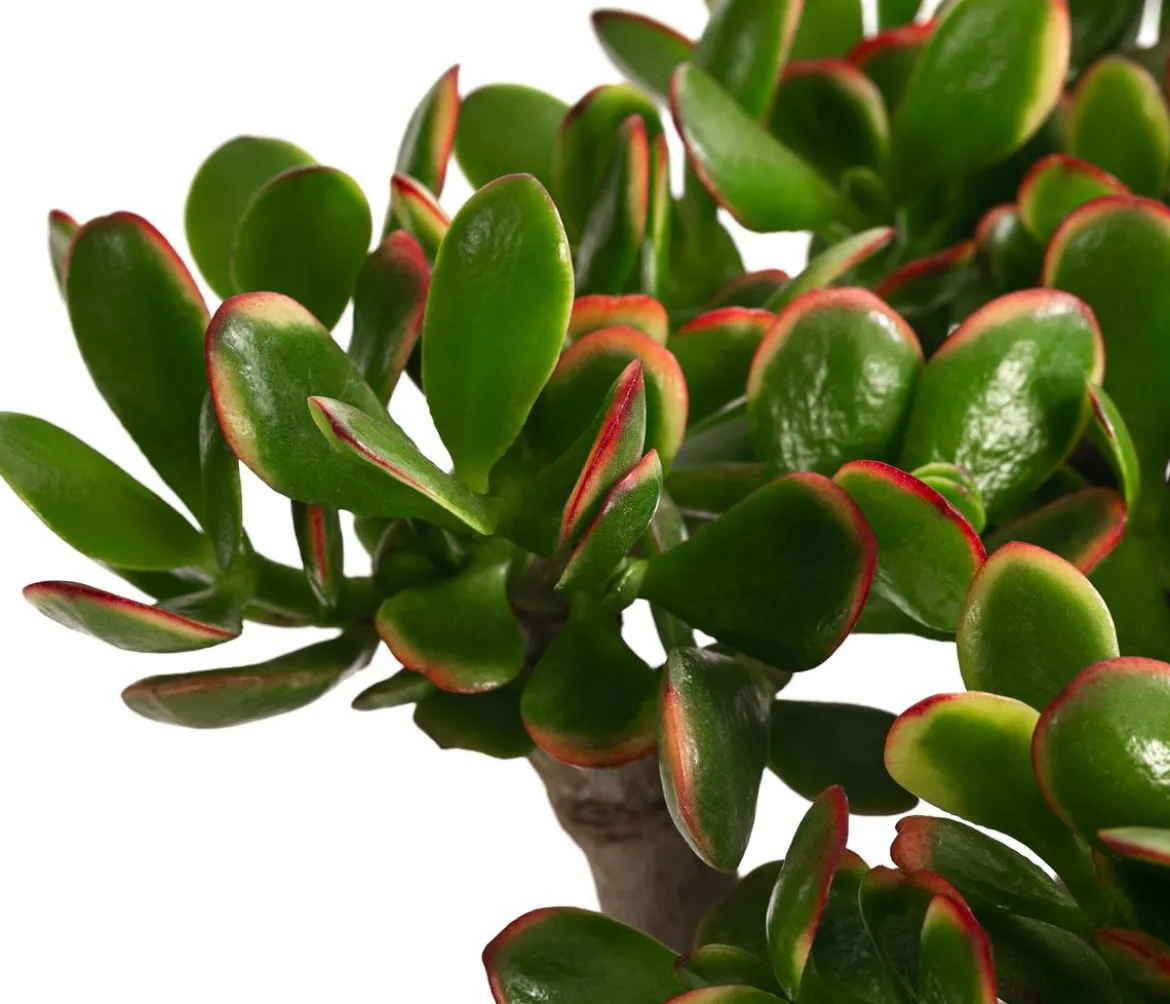 Dickblatt - Crassula cultivars, verschiedene Sorten