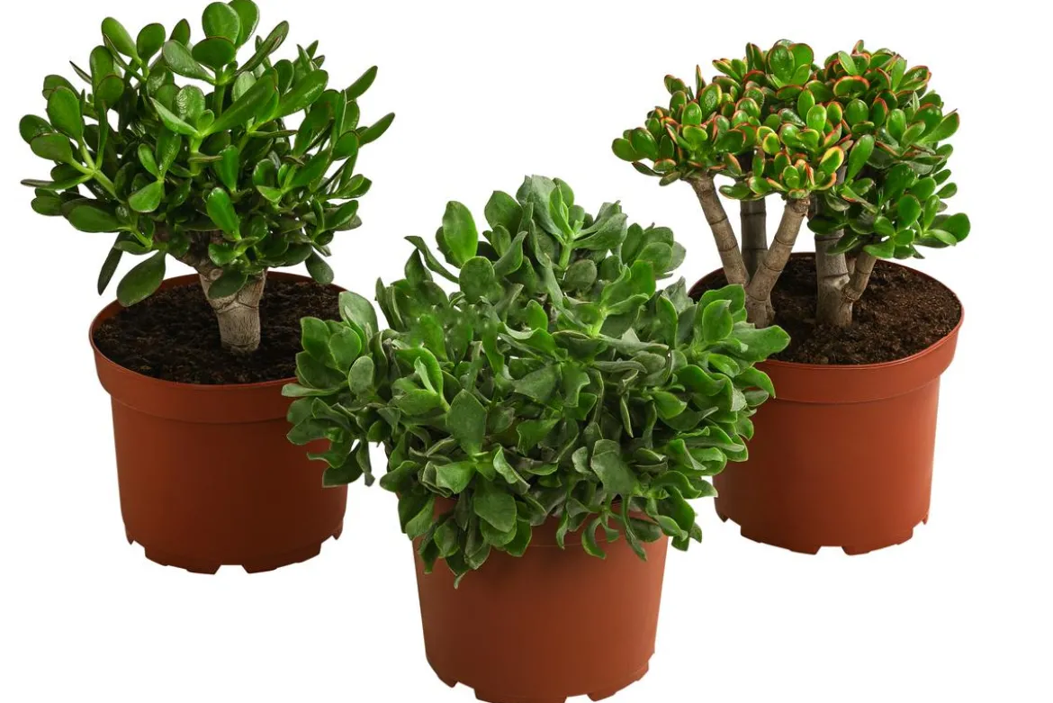 Dickblatt - Crassula cultivars, verschiedene Sorten