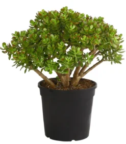 Dickblatt - Crassula cultivars, verschiedene Sorten
