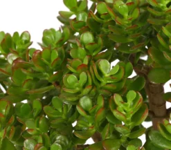 Dickblatt - Crassula cultivars, verschiedene Sorten