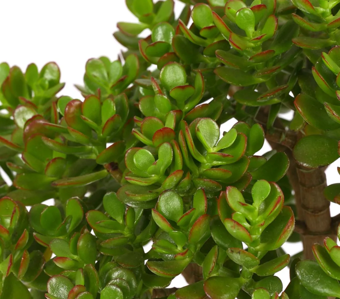 Dickblatt - Crassula cultivars, verschiedene Sorten