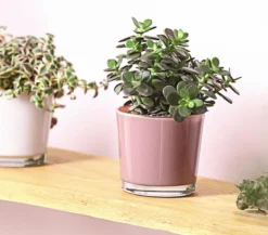 Dickblatt - Crassula ovata minor