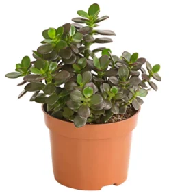 Dickblatt - Crassula ovata minor